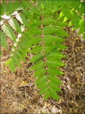 Ailanthus altissima4